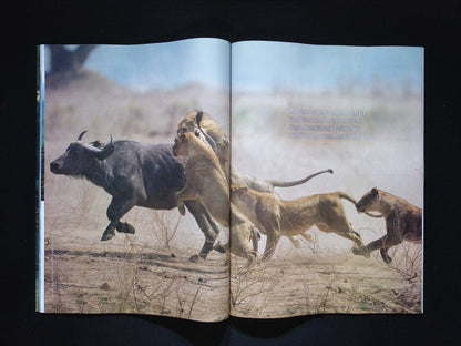 BBC WILDLIFE [2025-07] V43N8