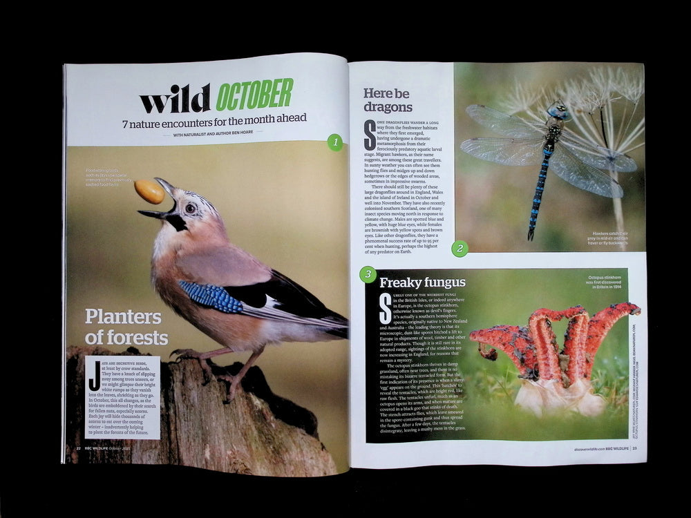 BBC Wildlife [2025-10] V43N11