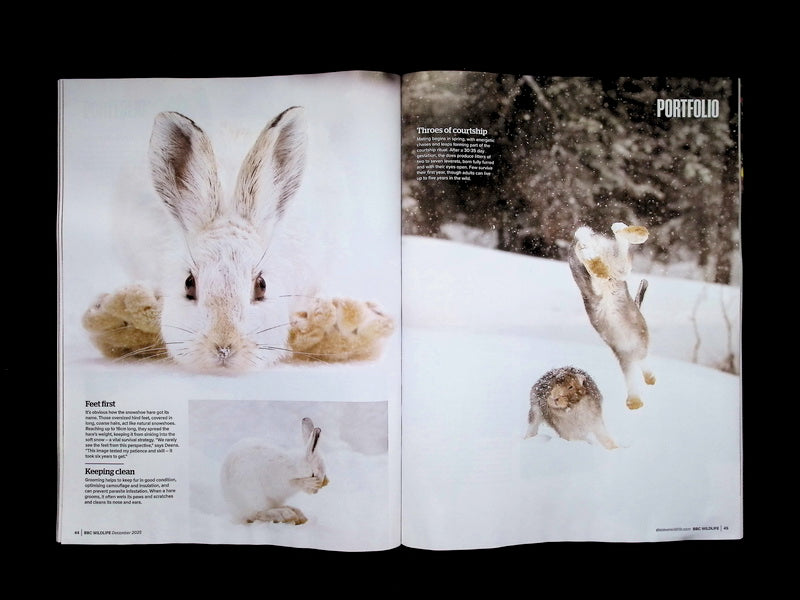 BBC Wildlife [2025-12] V43N13+年曆