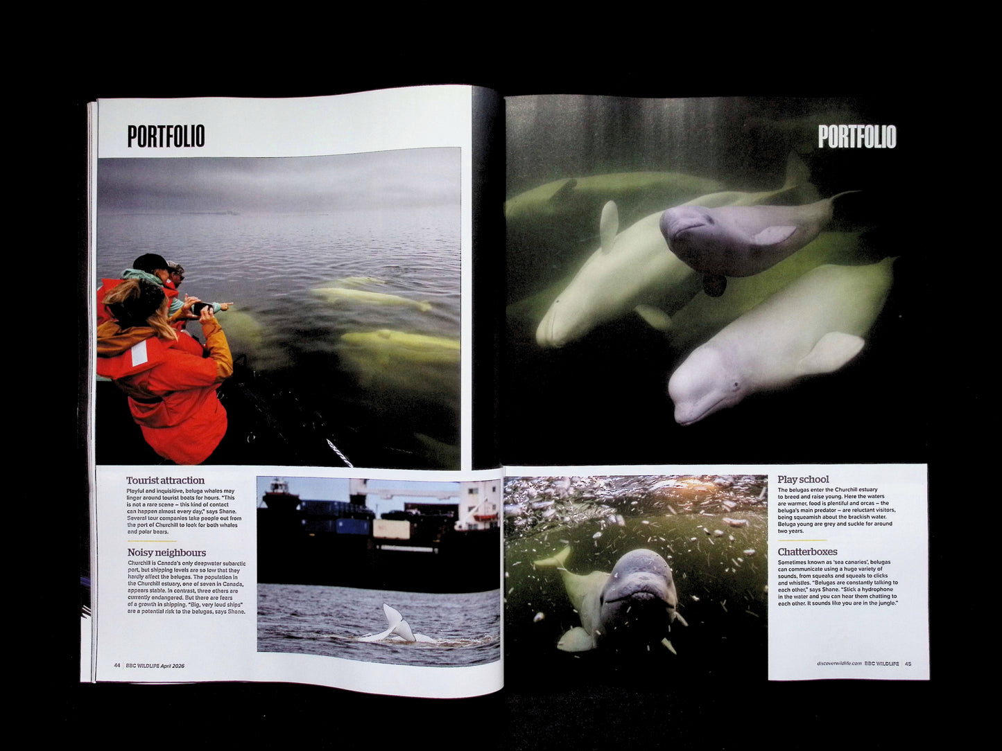 BBC Wildlife [2026-04] V44N05 - Part 3