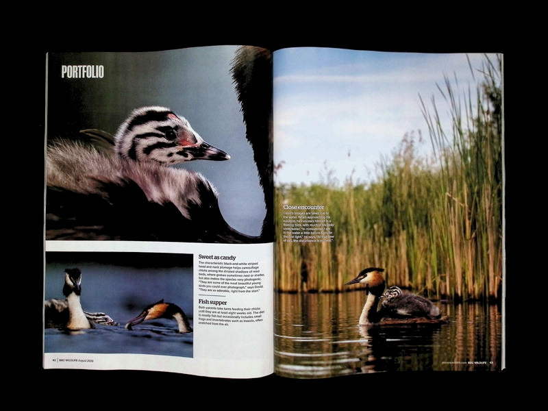 BBC Wildlife [2026-08] V44N09 - Part 4