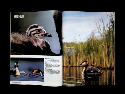 BBC Wildlife [2026-08] V44N09 - Part 4