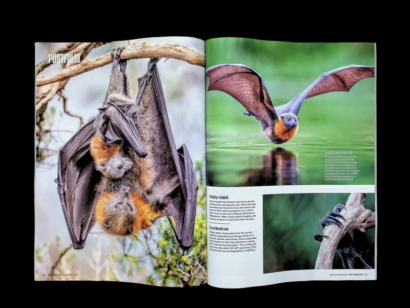 BBC Wildlife [2026-09] V44N10 - Part 1