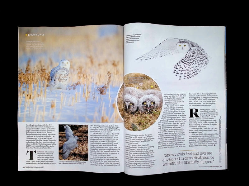 BBC Wildlife [2026-09] V44N10 - Part 4