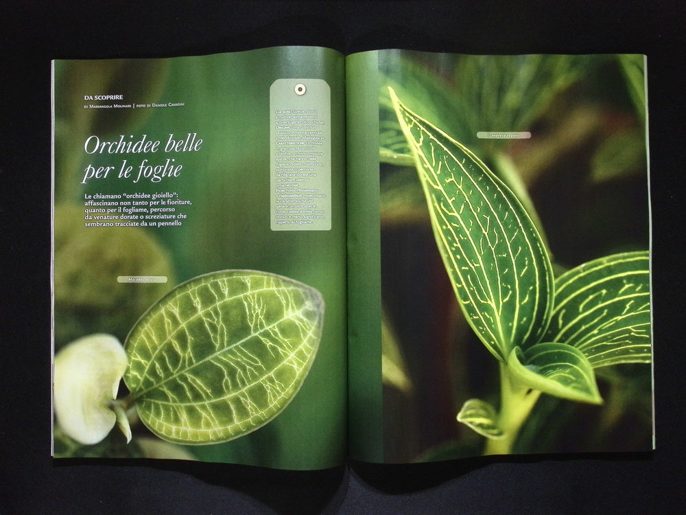 Gardenia [50499] N.499 Novembre 2025