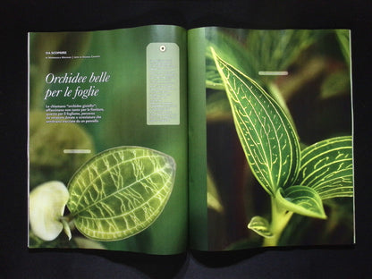 Gardenia [50499] N.499 Novembre 2025